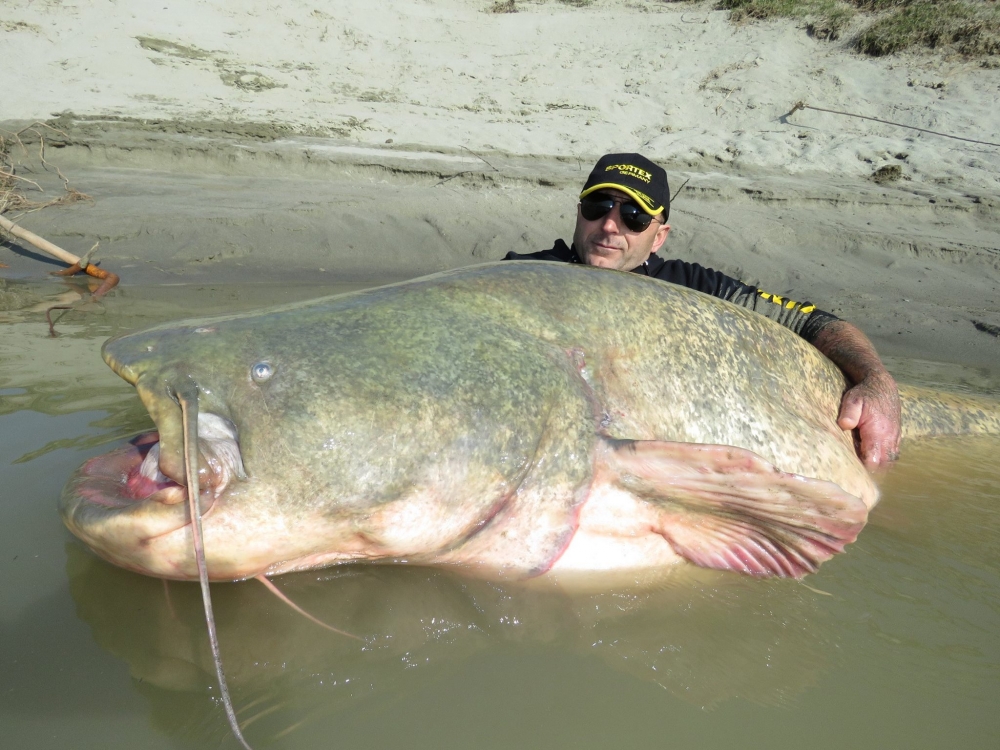CAUGHT: Impossibly large 280-pound catfish!