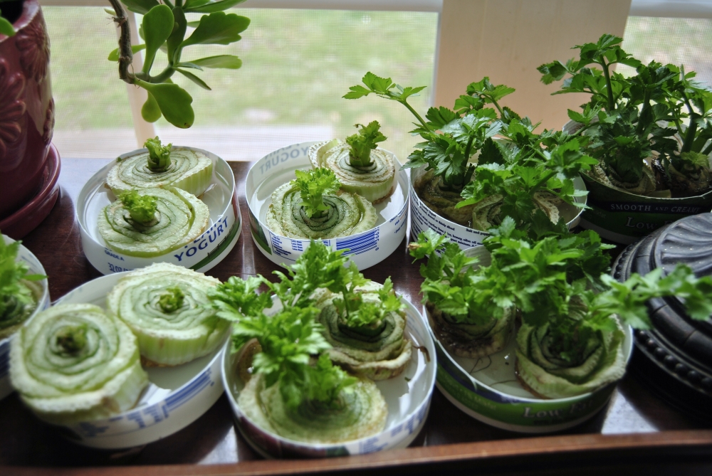 Here’s An Easy Way To Regrow Your Produce!